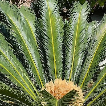Il Fresco Patio * Porto Rotondo